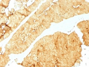 Villin Antibody