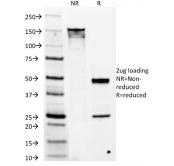DOG1 Antibody
