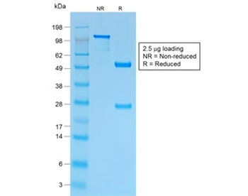 CD43 Antibody