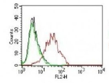 ER Antibody / Estrogen Receptor alpha PE Conjugate