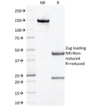 Prohibitin Antibody / PHB
