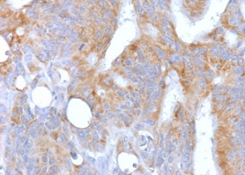 CD86 Antibody