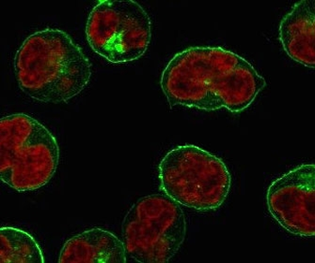 CD86 Antibody