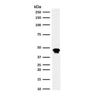 CD79a Antibody