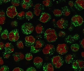 CD79a Antibody