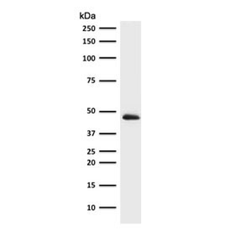 KRT19 Antibody / Cytokeratin 19