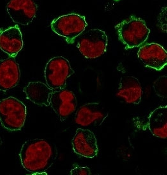 CD43 Antibody