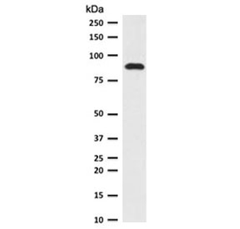 TLE1 Antibody / Transducin-like enhancer protein 1