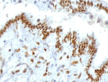 TLE1 Antibody / Transducin-like enhancer protein 1