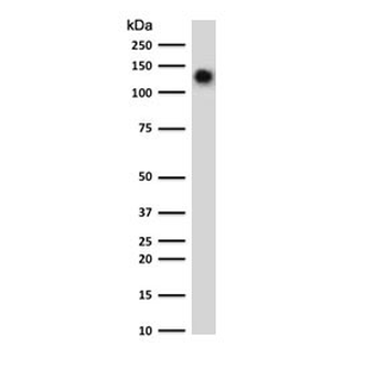 CD68 Antibody