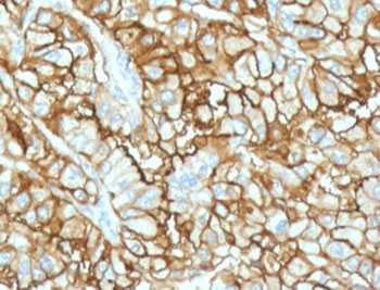CD34 Antibody