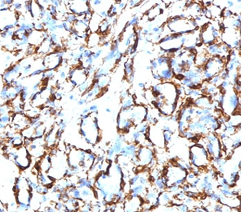 CD34 Antibody