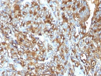 MUC1 Antibody / Mucin-1