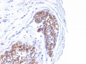 MUC1 Antibody / Mucin-1