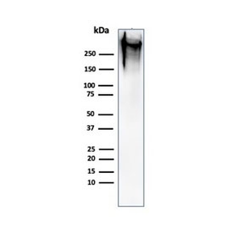 MUC1 Antibody / Mucin-1