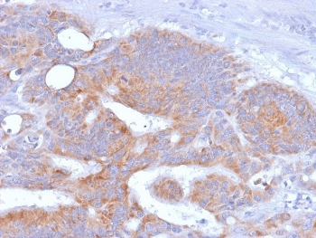 CD86 Antibody