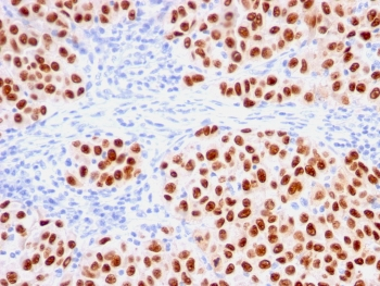 SOX10 Antibody
