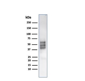 SOX10 Antibody