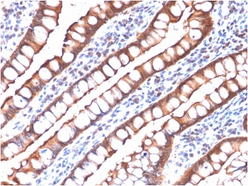 Villin Antibody
