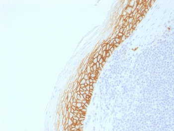 CD44v9 Antibody
