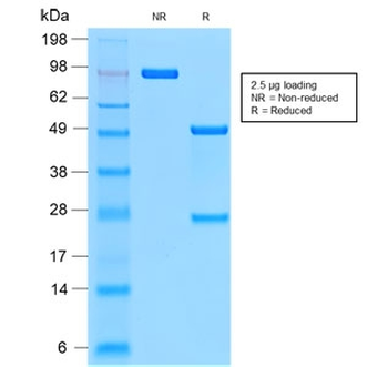 CD44v9 Antibody