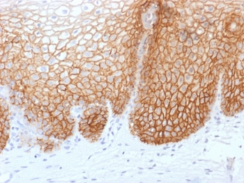 CD44v9 Antibody