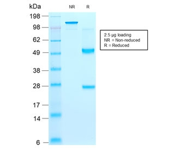 CD44v9 Antibody