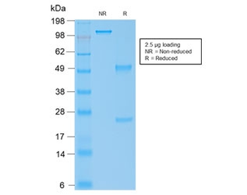 Human IgG4 Antibody