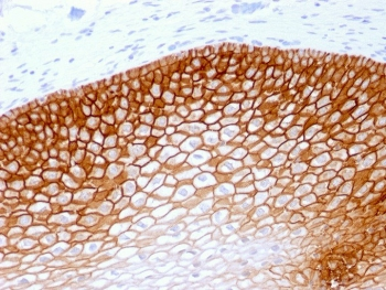 CD44v4 Antibody