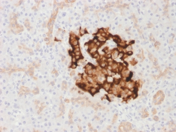Insulin Antibody