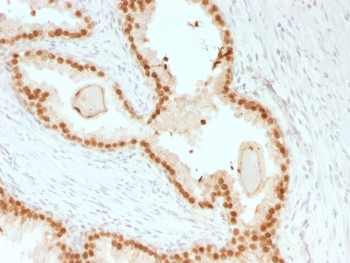 FOXA1 Antibody