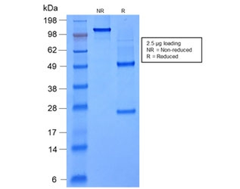 FOXA1 Antibody