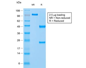 Napsin A Antibody