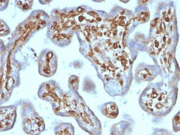 Moesin Antibody