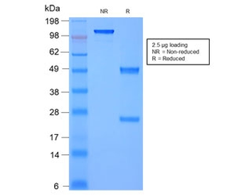 Moesin Antibody