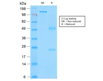CD43 Antibody