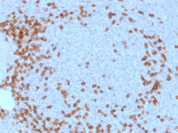 CD3 epsilon Antibody