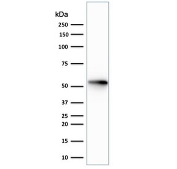 KRT7 Antibody / Cytokeratin 7