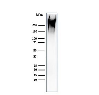 MUC1 Antibody / Mucin-1