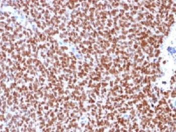 NKX2.2 Antibody