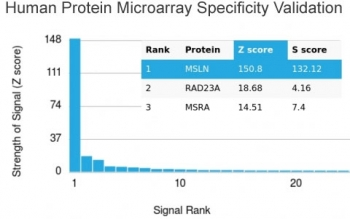 Mesothelin Antibody / MSLN