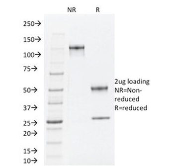 TLE1 Antibody / Transducin-like enhancer protein 1