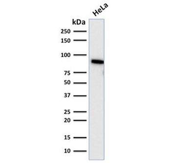 TLE1 Antibody / Transducin-like enhancer protein 1