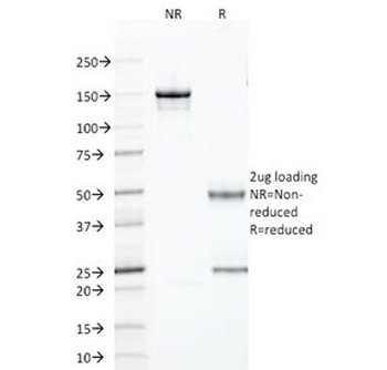 TLE1 Antibody / Transducin-like enhancer protein 1