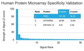 PMEL17 / Melanoma gp100 Antibody