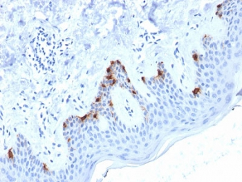PMEL17 / Melanoma gp100 Antibody