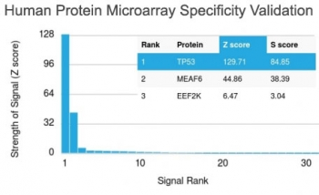 p53 Antibody / TP53