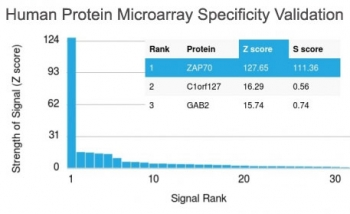 ZAP70 Antibody