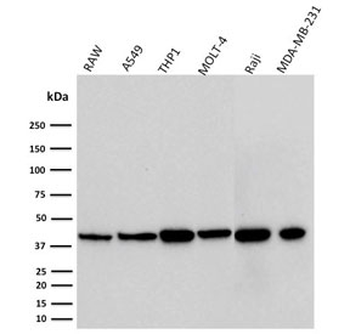 PD-L1 Antibody / B7-H1 / CD274