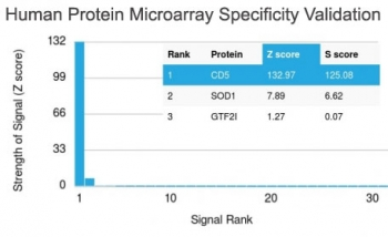 CD5 Antibody